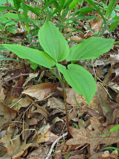 Croomia pauciflora (Croomia) #46085