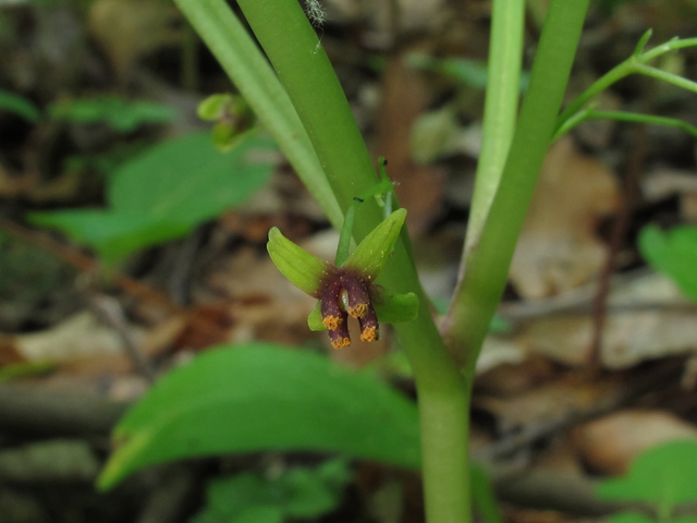 Croomia pauciflora (Croomia) #46087