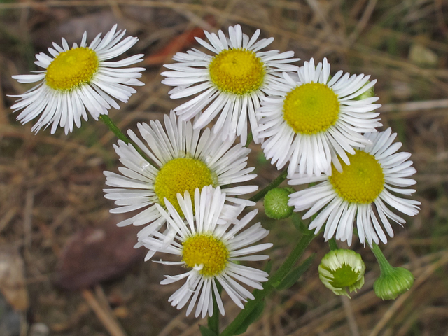 Erigeron strigosus var. calcicola (Limestone prairie fleabane) #46104