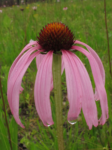 Echinacea simulata (Wavyleaf purple coneflower) #46107