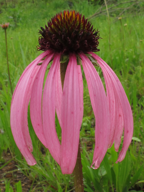 Echinacea simulata (Wavyleaf purple coneflower) #46108