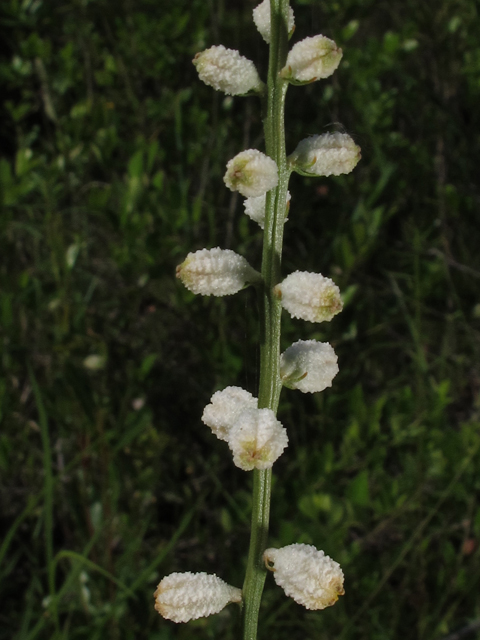 Aletris obovata (Southern colicroot) #46145