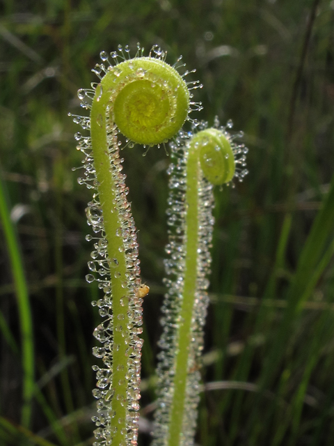 Drosera tracyi (Tracy's sundew) #46175