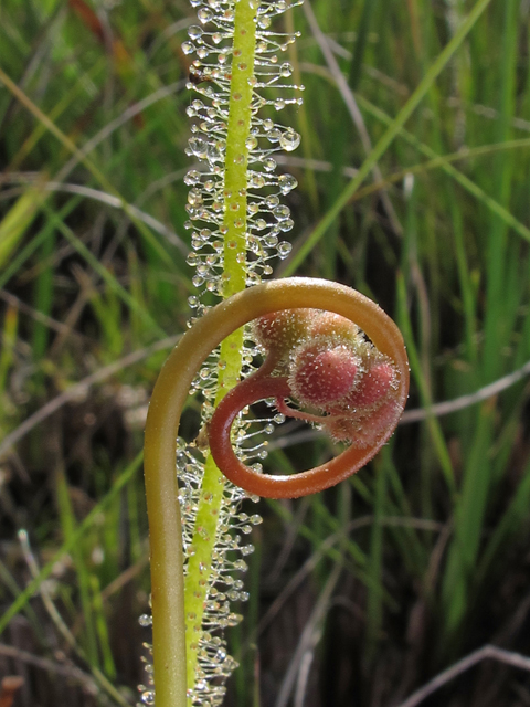 Drosera tracyi (Tracy's sundew) #46176