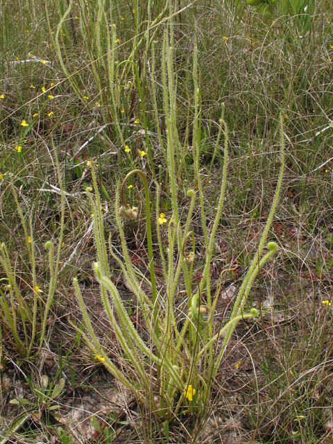 Drosera tracyi (Tracy's sundew) #46177