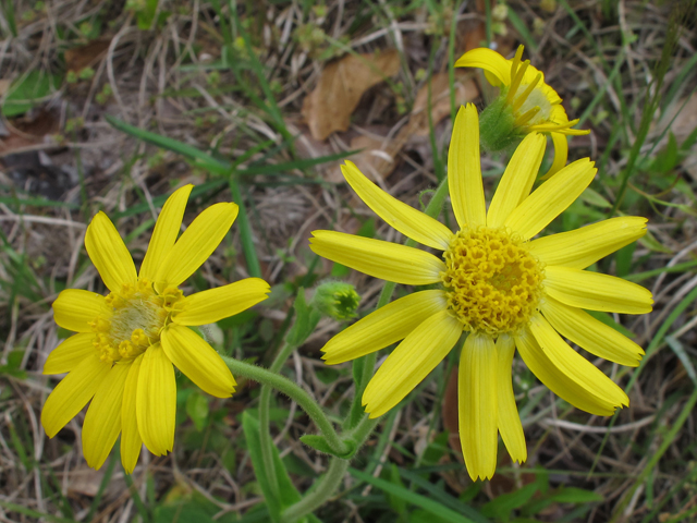 Arnica acaulis (Common leopardbane) #46189