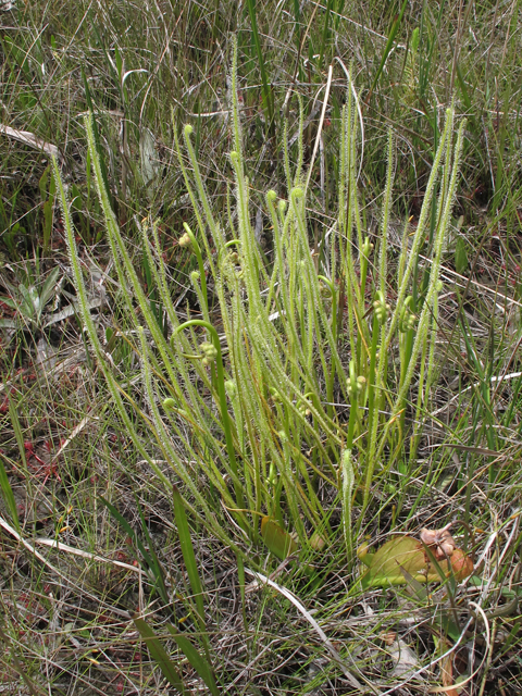 Drosera tracyi (Tracy's sundew) #46198