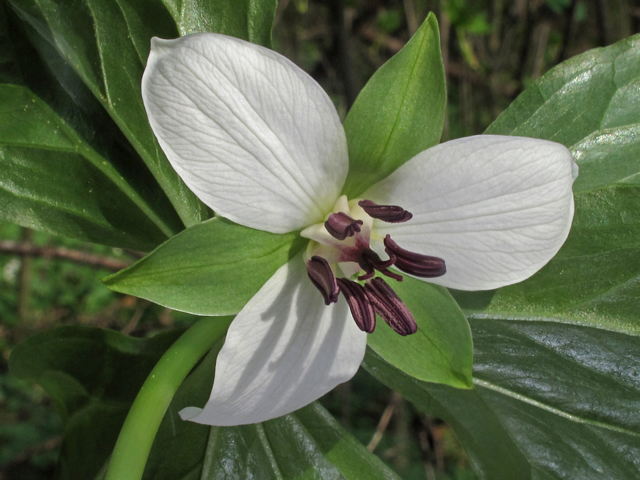 Trillium rugelii (Ill-scented wakerobin) #46290