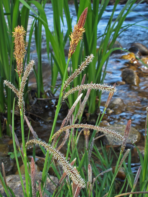 Carex torta (Twisted sedge) #46324