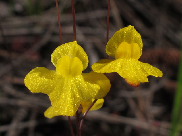 Utricularia subulata (Zigzag bladderwort) #46348