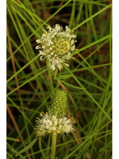 Dalea carnea (Whitetassels) #46635