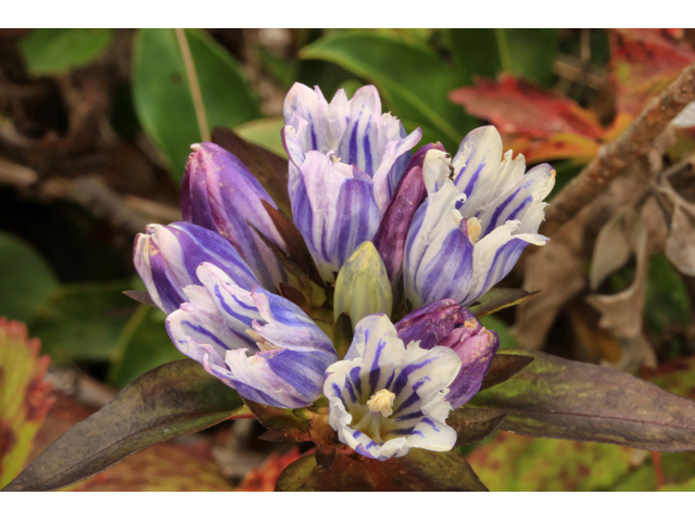 Gentiana decora (Showy gentian) #46643