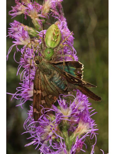 Liatris spicata (Dense blazing star) #46658