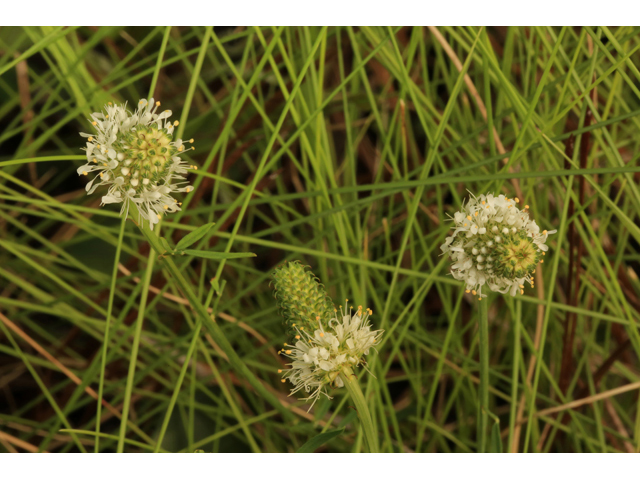 Dalea carnea (Whitetassels) #46662