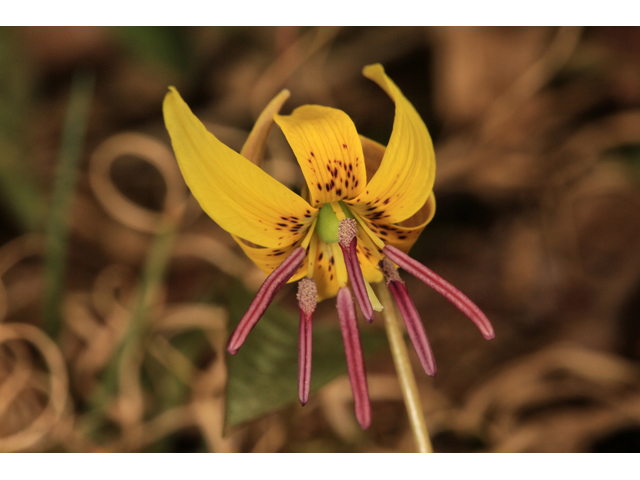 Erythronium umbilicatum (Dimpled trout lily) #47162