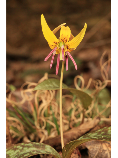 Erythronium umbilicatum (Dimpled trout lily) #47163