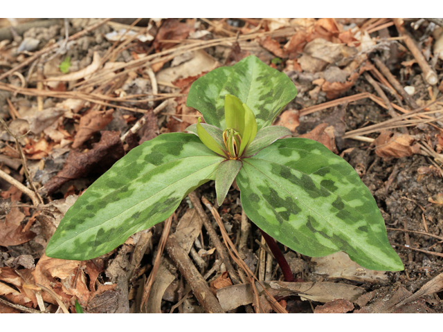 Trillium reliquum (Confederate wakerobin) #47170