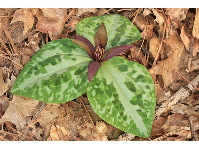 Trillium reliquum (Confederate wakerobin) #47197