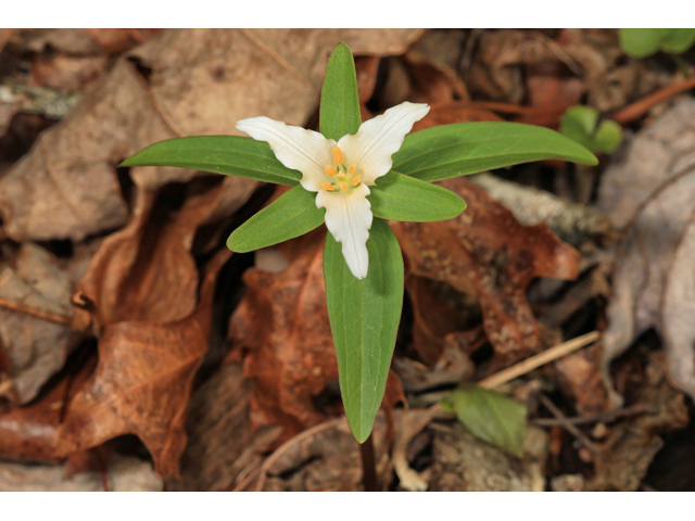 Trillium pusillum var. ozarkanum (Ozark wakerobin) #47226