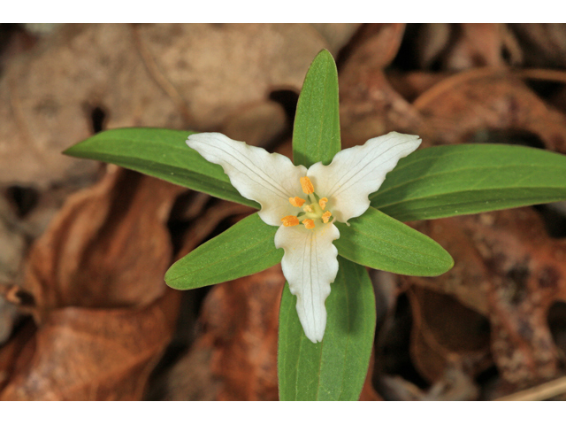 Trillium pusillum var. ozarkanum (Ozark wakerobin) #47237