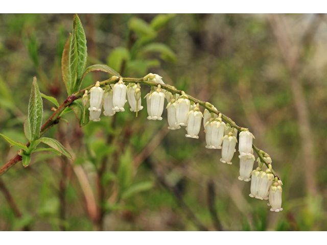 Eubotrys recurvus (Mountain fetterbush) #47246