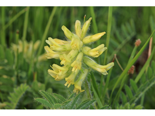 Astragalus tennesseensis (Tennessee milkvetch) #47315