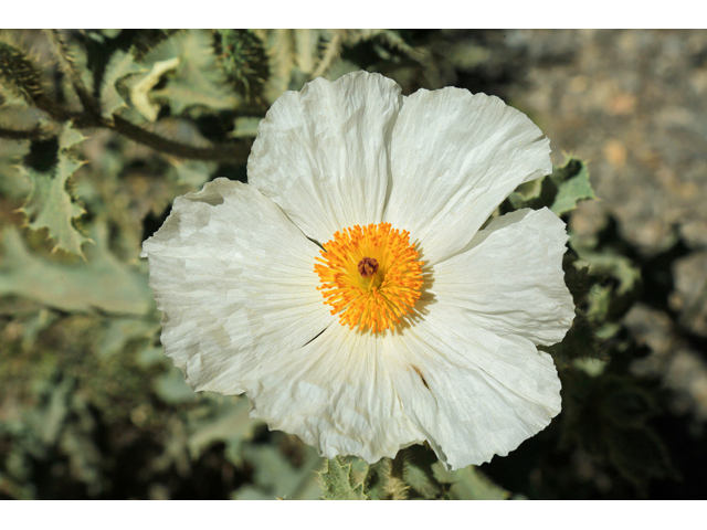 Argemone munita (Flatbud pricklypoppy) #48110