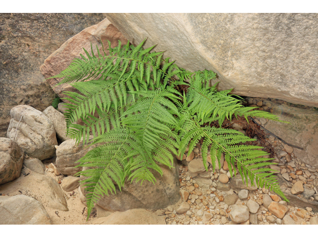 Dryopteris filix-mas (Male fern) #48120