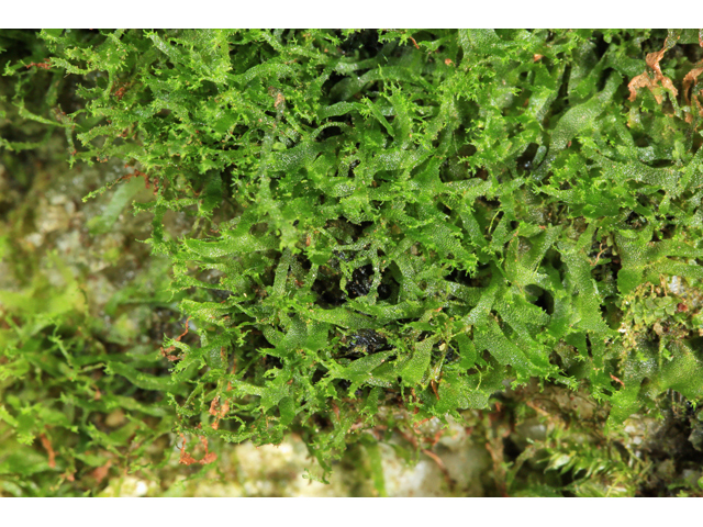 Hymenophyllum tayloriae (Taylor's filmy fern) #48131