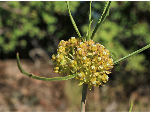 Asclepias rusbyi (Rusby's milkweed) #48180