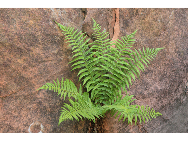 Dryopteris filix-mas (Male fern) #48187