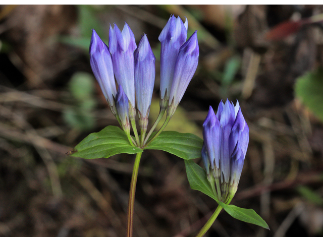 Gentianella quinquefolia (Agueweed) #48227