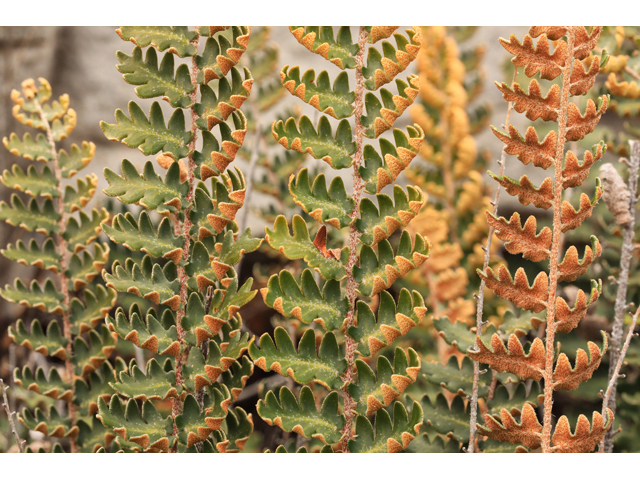 Astrolepis sinuata (Wavy scaly cloakfern) #48278