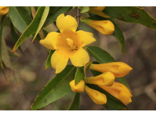 Gelsemium sempervirens (Carolina jessamine) #48304