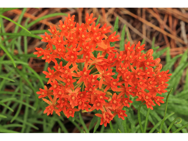 Asclepias tuberosa (Butterflyweed) #50180