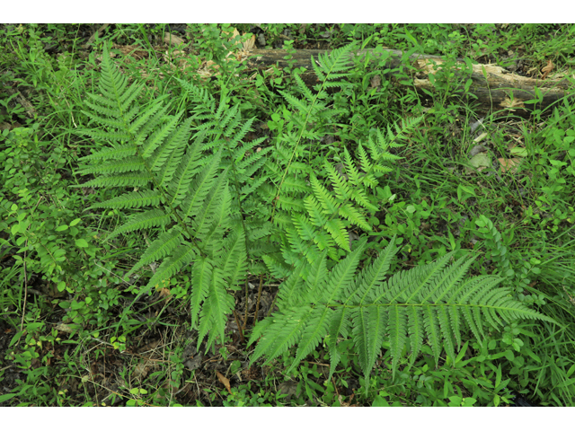 Dryopteris celsa (Log fern) #50210