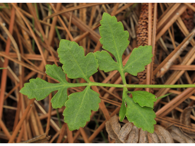 Angelica dentata (Coastal plain angelica) #50251