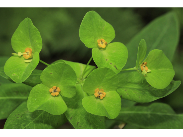 Euphorbia purpurea (Darlington's glade spurge) #50255