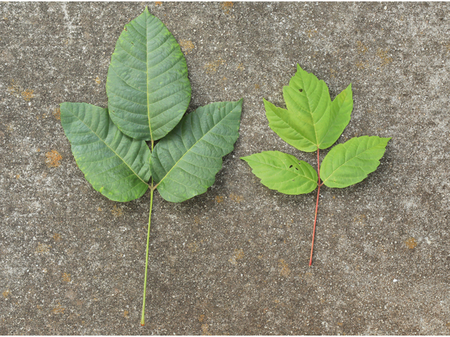 Toxicodendron radicans (Eastern poison ivy) #50272