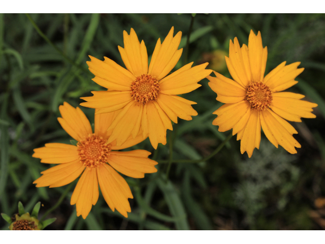 Coreopsis grandiflora var. saxicola (Rock largeflower tickseed) #50282