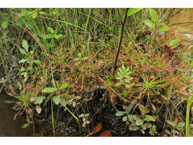 Drosera intermedia (Spoonleaf sundew) #50287