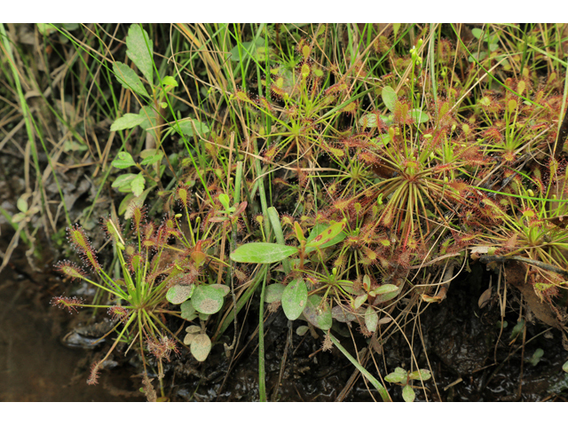 Drosera intermedia (Spoonleaf sundew) #50290