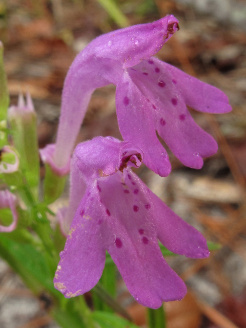 Dicerandra radfordiana (Radford's mint) #50361