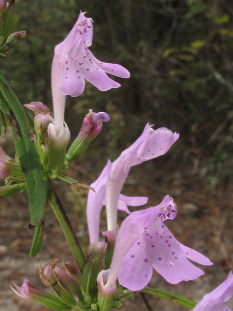 Dicerandra radfordiana (Radford's mint) #50363