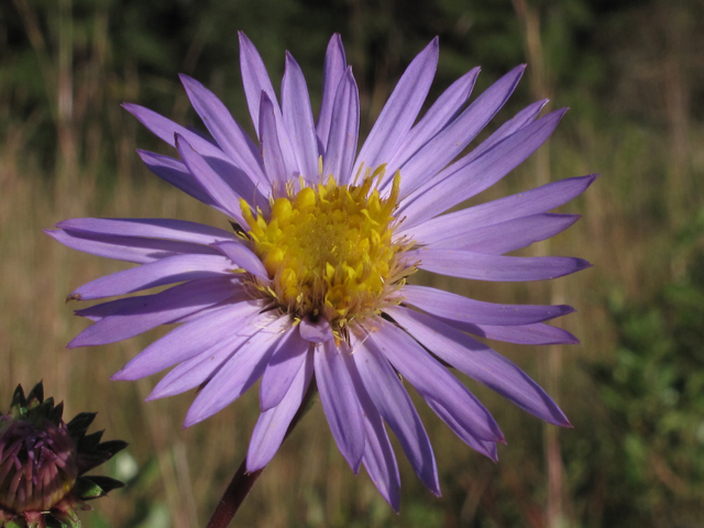 Eurybia paludosa (Southern swamp aster) #50365