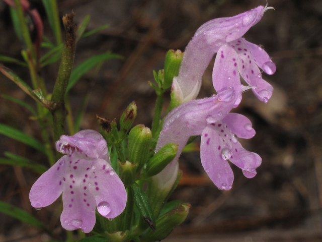 Dicerandra odoratissima (Rose balm) #50370