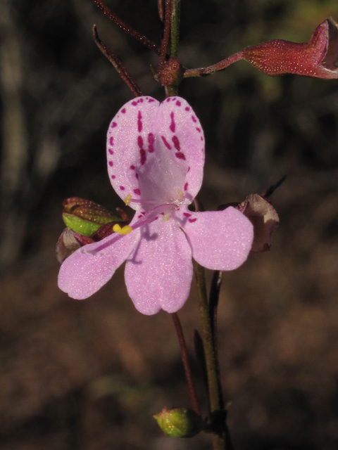 Dicerandra linearifolia (Coastal plain balm) #50387