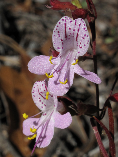 Dicerandra linearifolia (Coastal plain balm) #50392