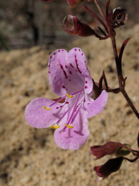 Dicerandra linearifolia (Coastal plain balm) #50397