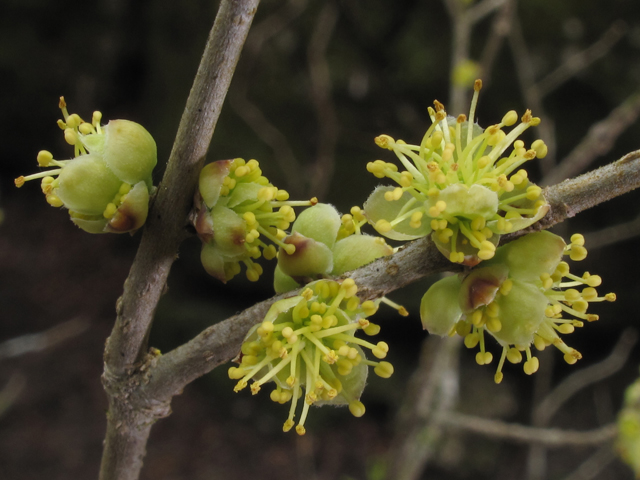 Forestiera godfreyi (Godfrey's swampprivet) #50424